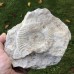 Perisphinctes sp.